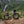 Load image into Gallery viewer, No-Nonsense Carbon Fatbike Wheels
