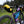 Load image into Gallery viewer, Beefcake Carbon Plus Gravel Fork
