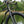 Load image into Gallery viewer, Beefcake Carbon Plus Gravel Fork
